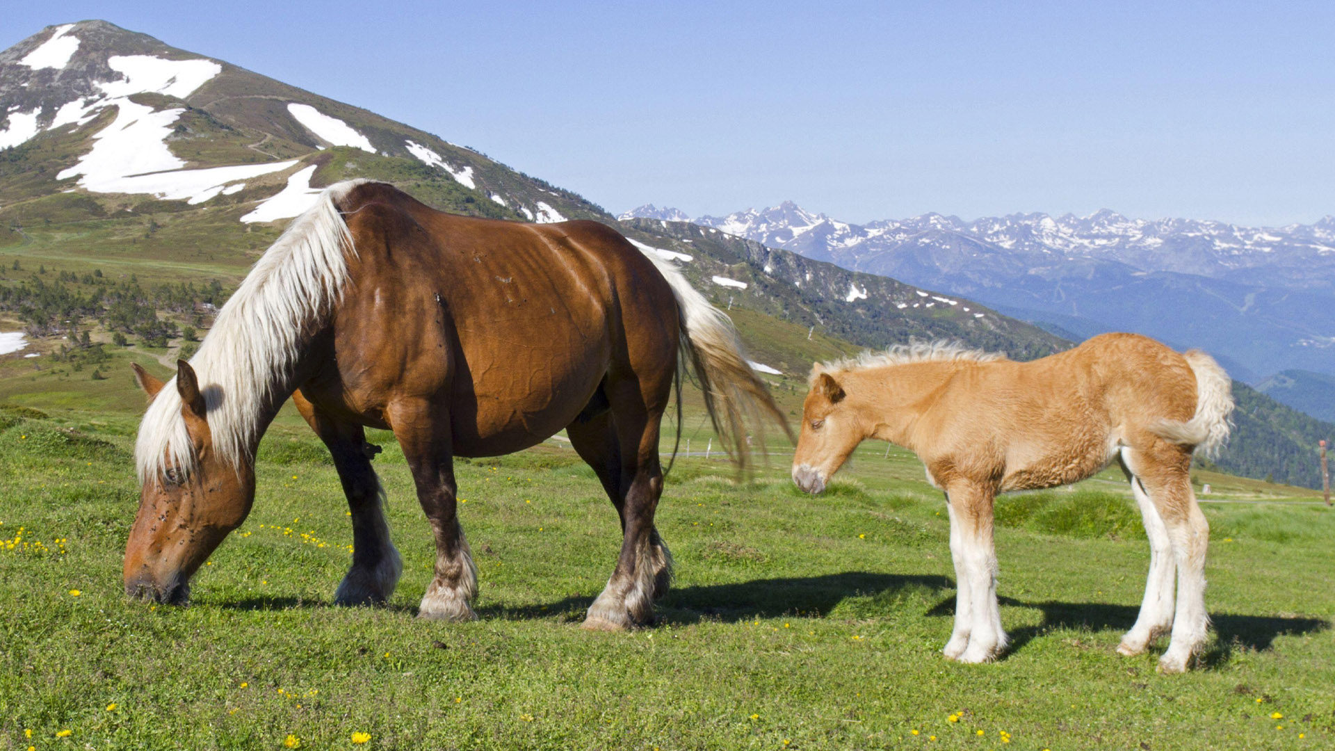 Comtois mare and foal grazing on a mountain side