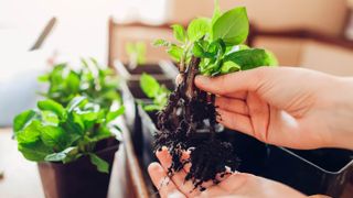 Transplanting a hydrangea cutting