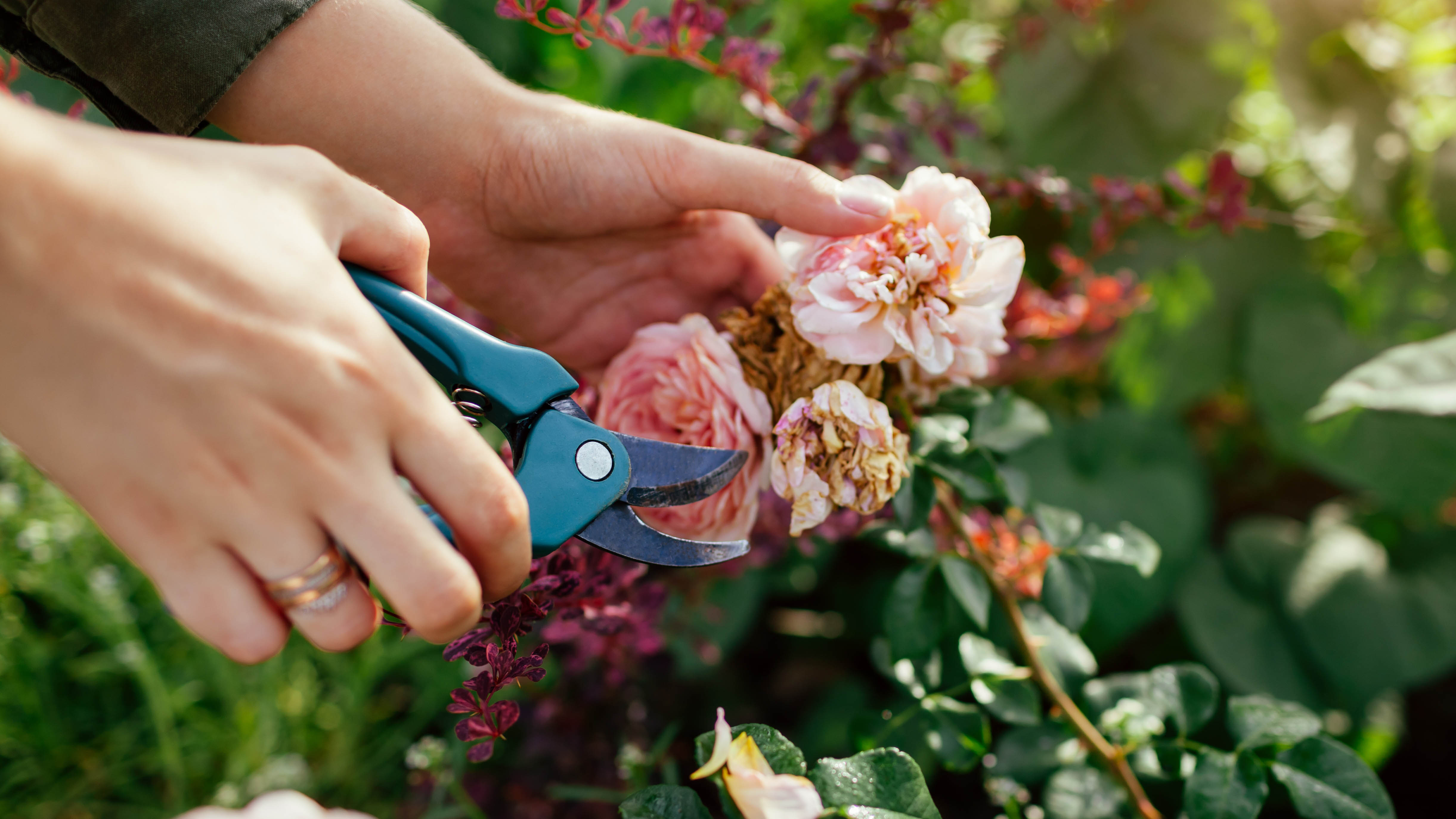 Deadheading a rose with pruning shears