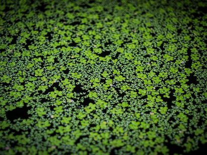 Watermeal Weeds In A Pond