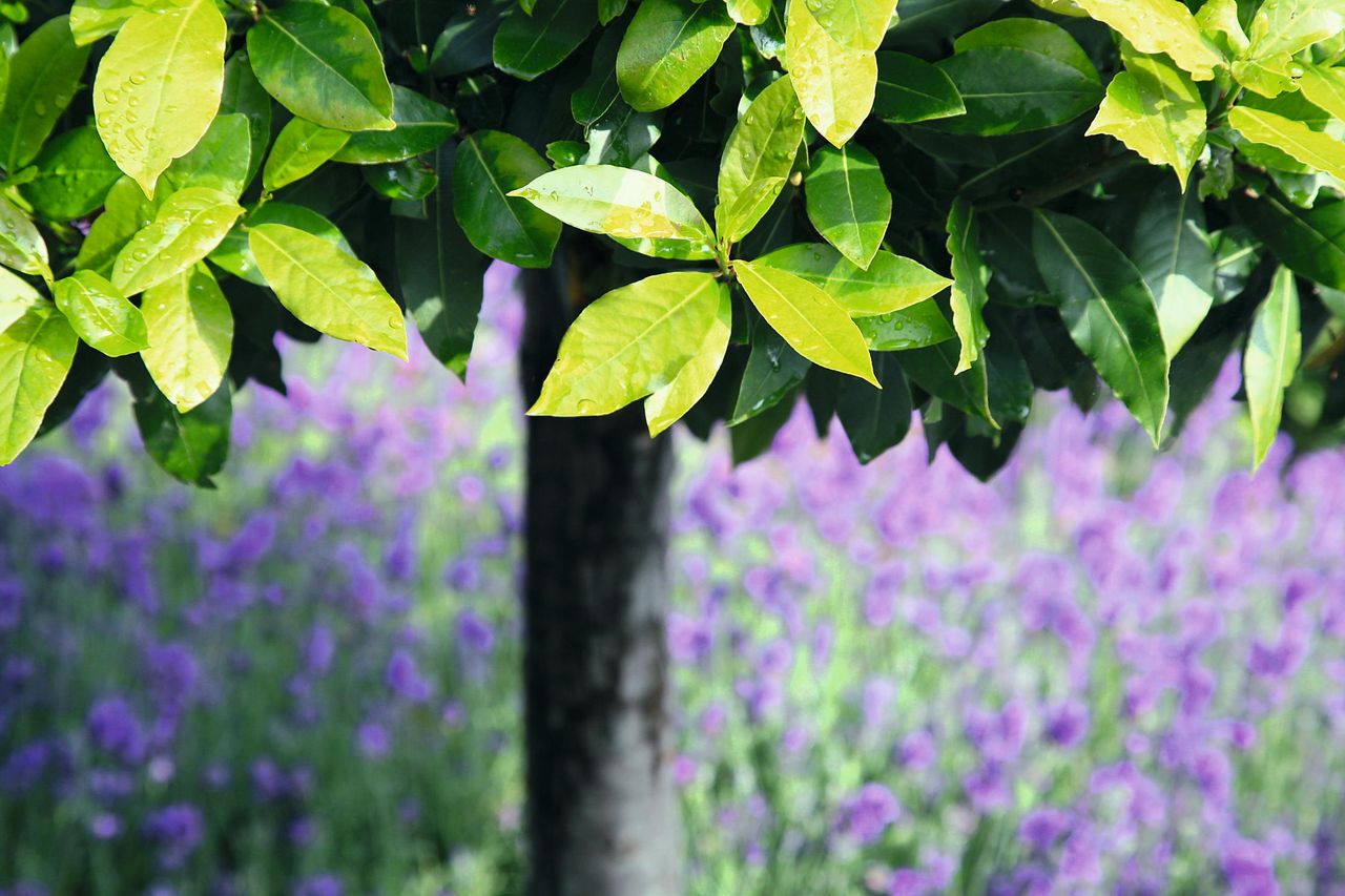 The beautiful green leaves of bay tree — aka Laurus nobilis, often known as the laurl.