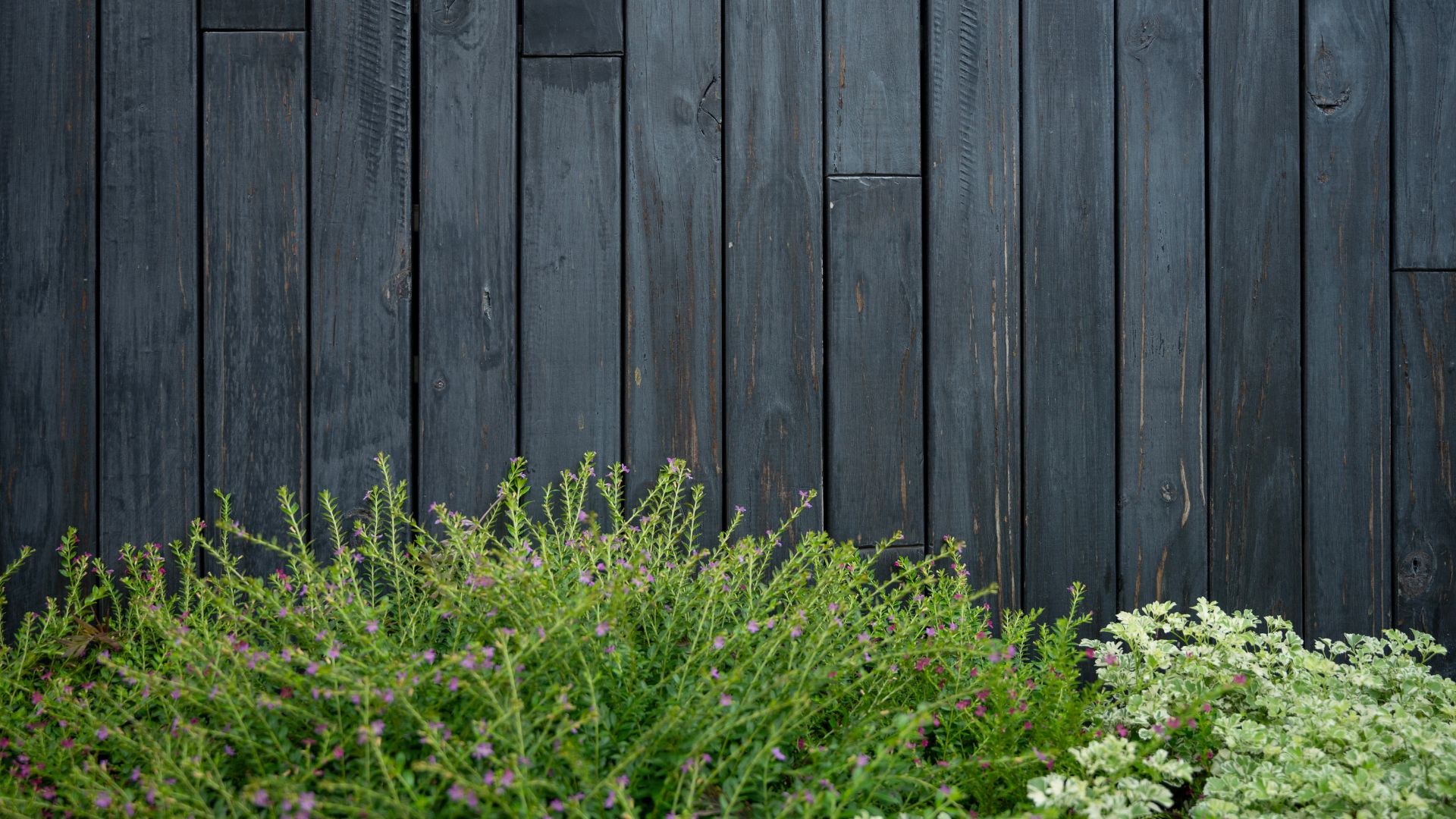 picture of grey painted wooden fence with foliage growing in front of it