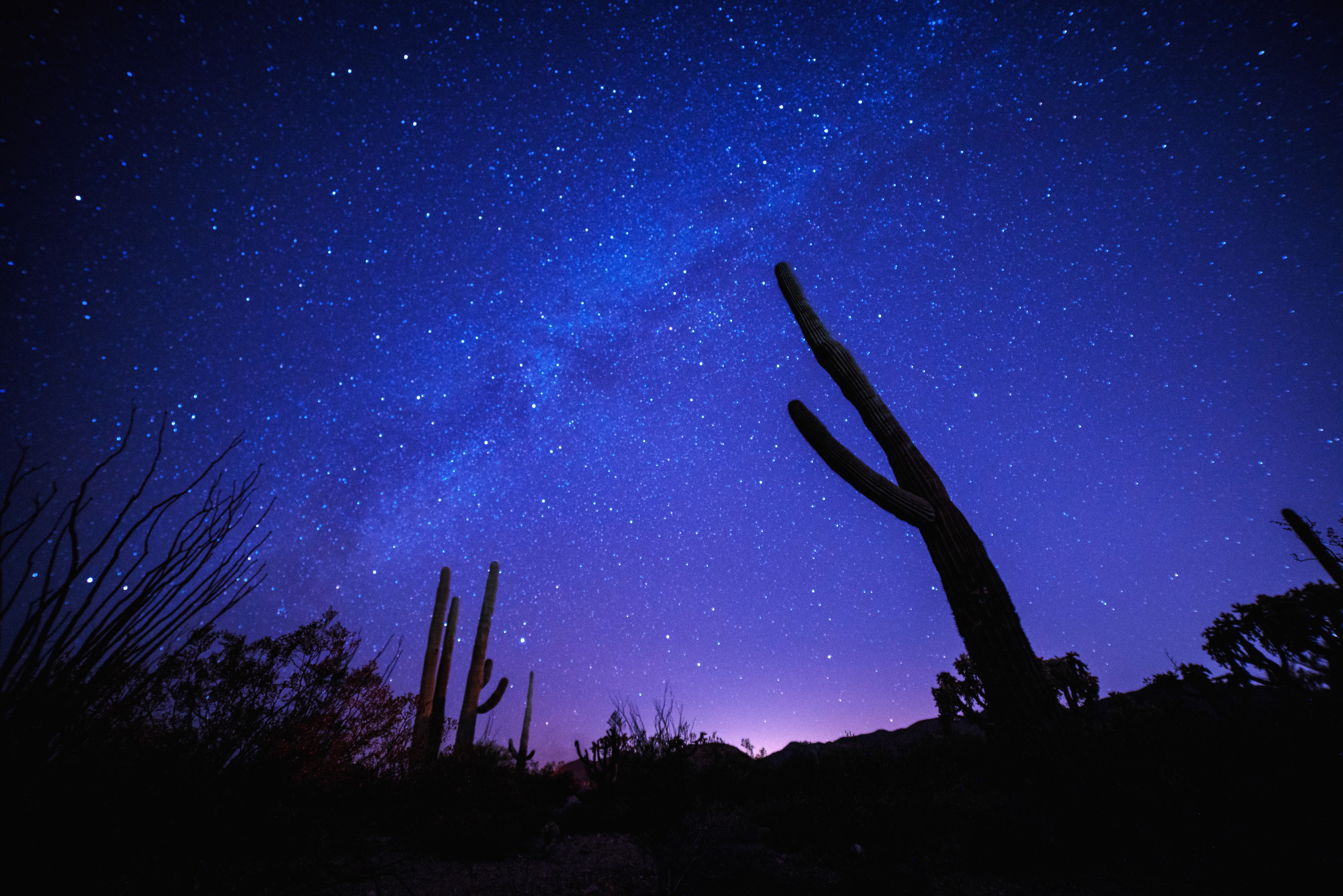 The Milky Way above saguaro cacti in Tucson