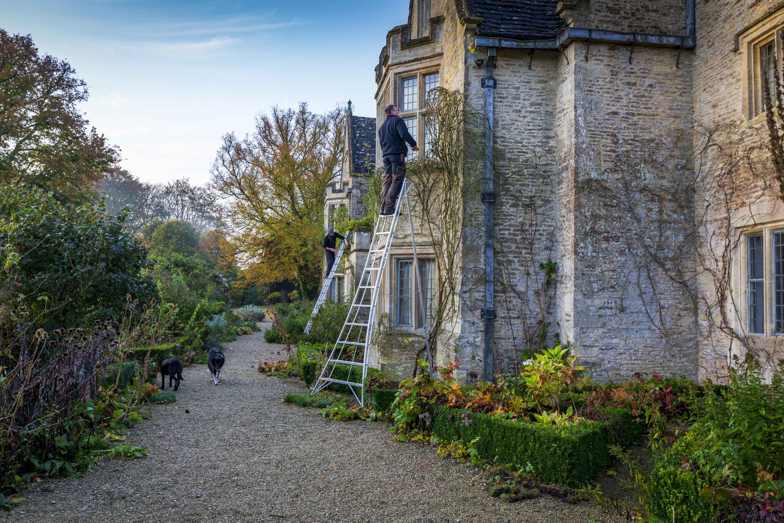 Asthall Manor, Burford - Gardeners up ladders pruning roses on the front wall.