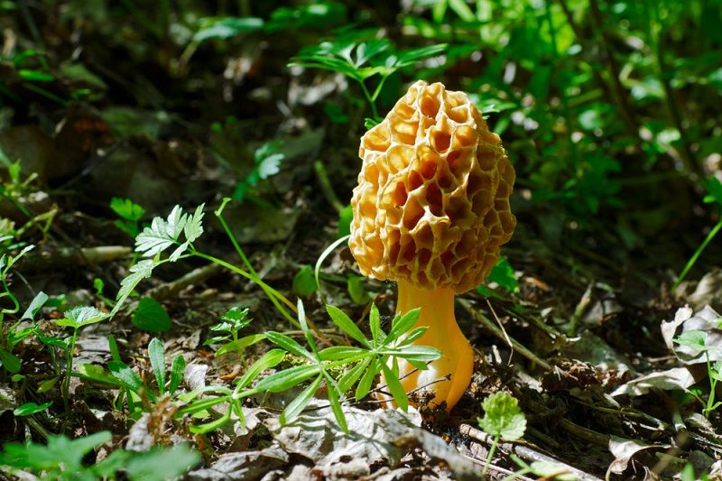 A morchella (morel) mushroom