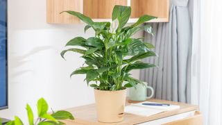 Peace lily plant in a home office