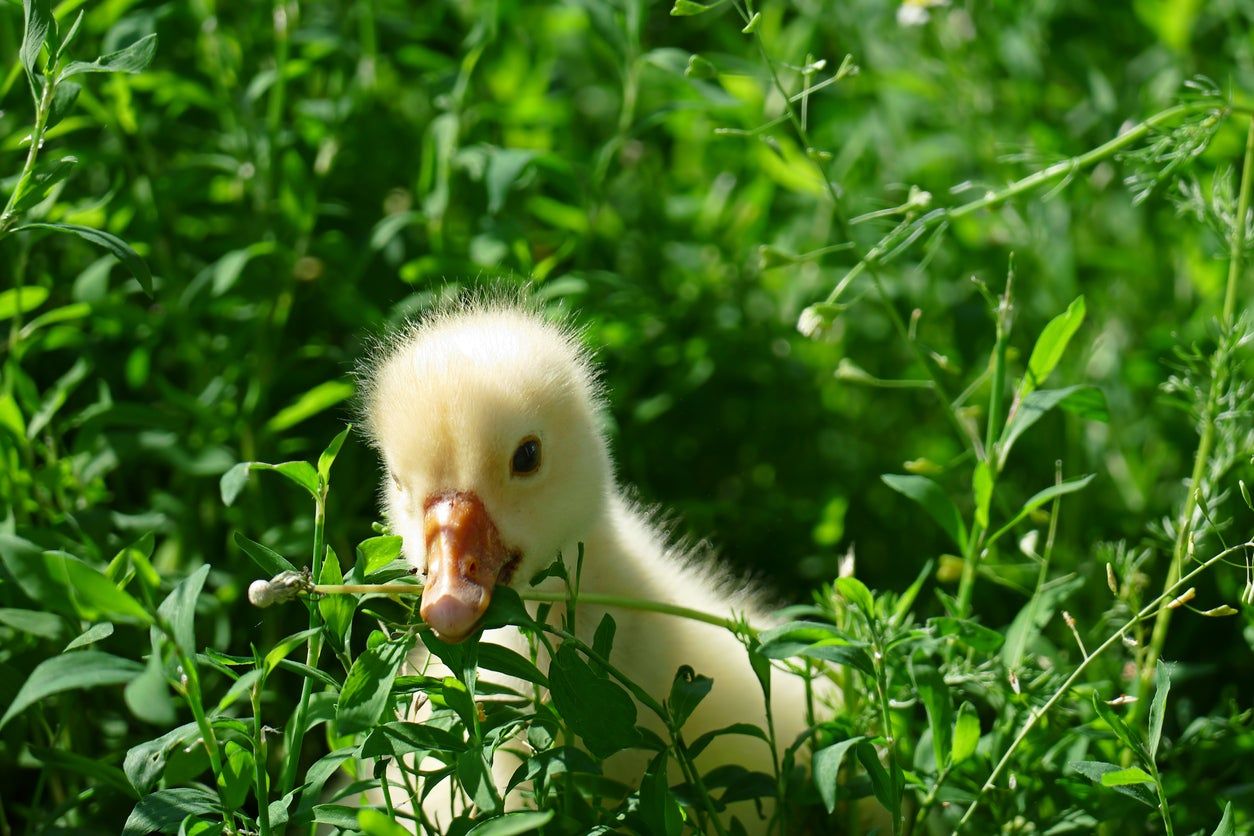 Duckling In Green Plants