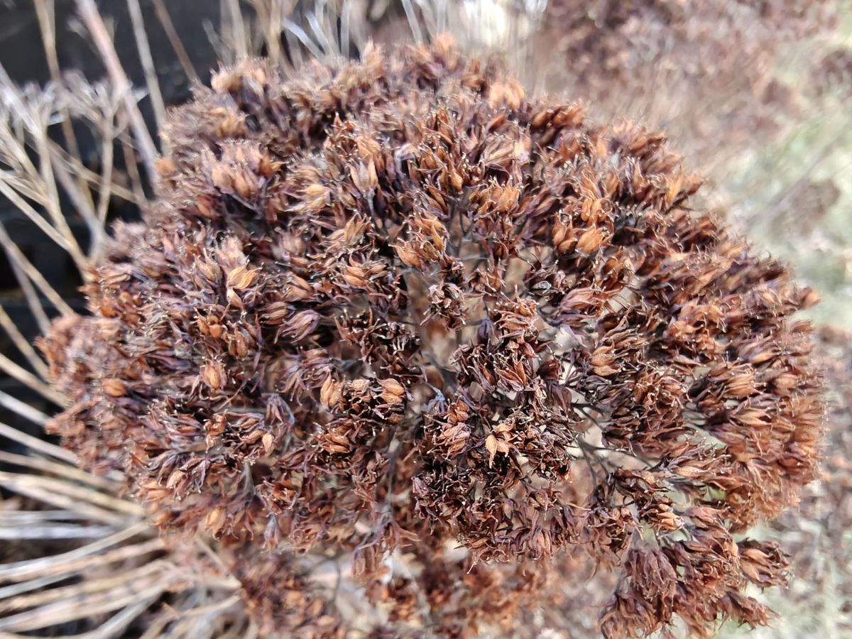 OnePlus 13 macro sample.
