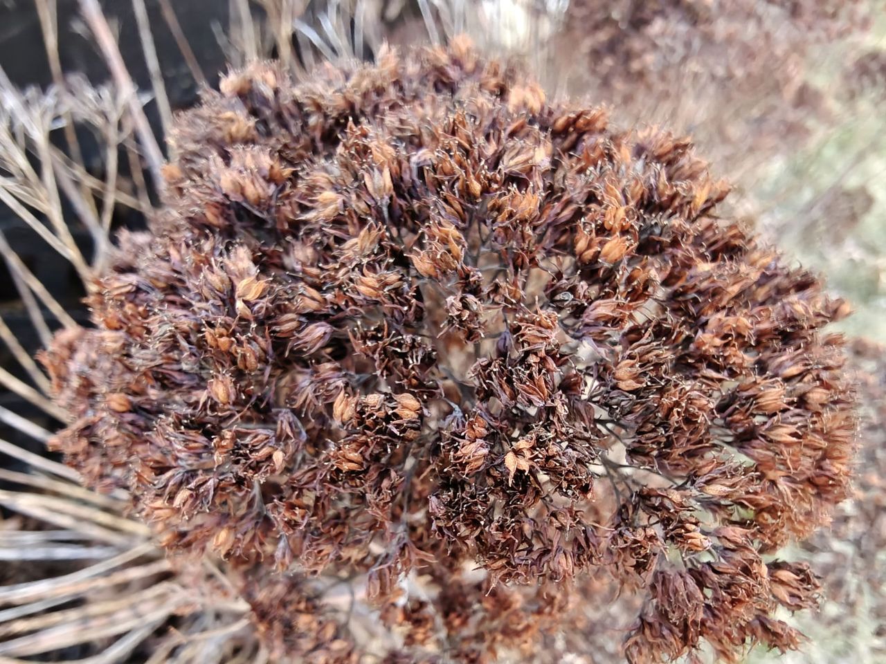OnePlus 13 macro sample.