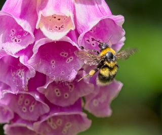 bumble bee on pink foxglove flower head