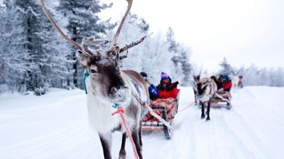 Enjoy a traditional reindeer sleigh ride with the Sámi peoples in Finnish Lapland 