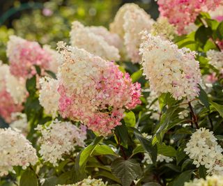 paniculata hydrangeas 'Vanille Fraise'