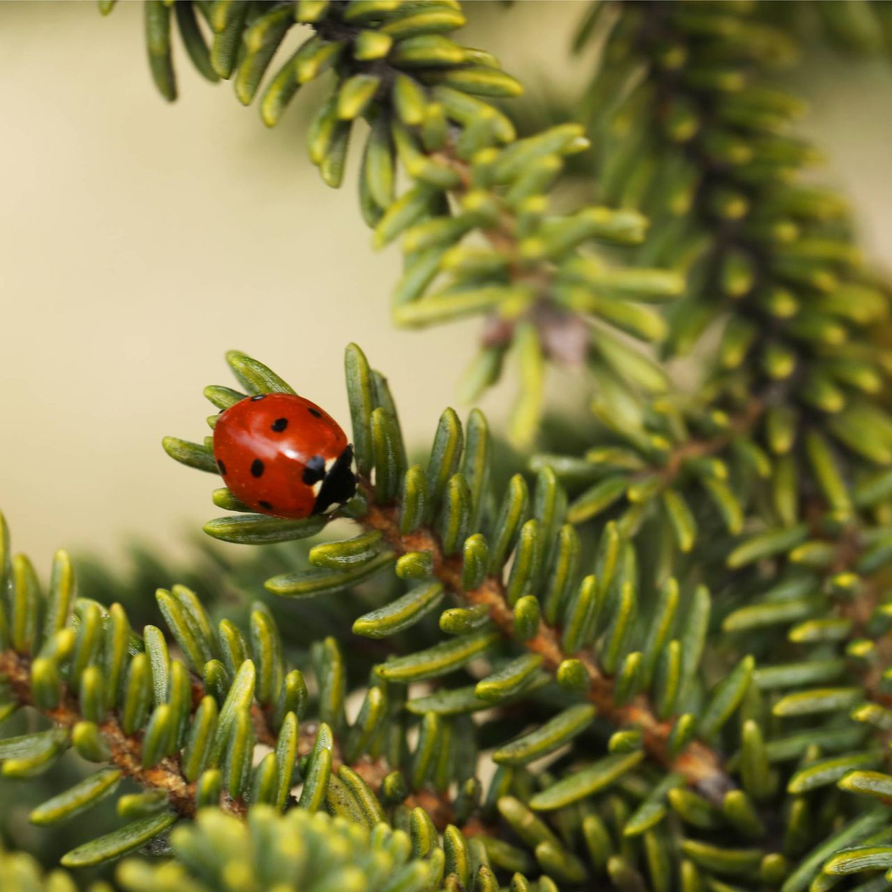 Ladybug in Christmas tree