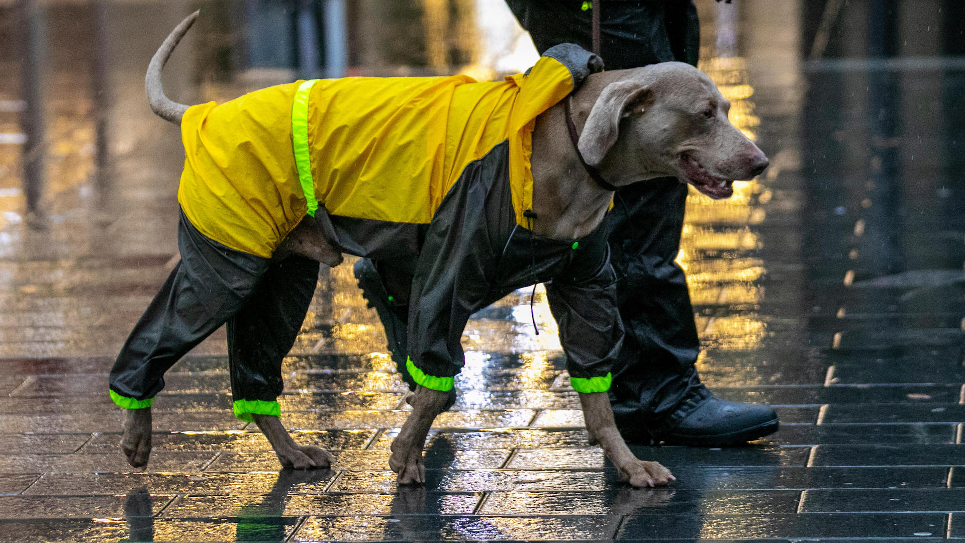 Wet weimaraner dog in raincoat and reflective bands