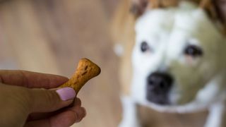 Dog looking up at a treat in owner's hand