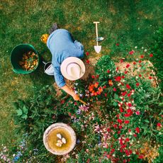 Overhead view of a gardener digging in the soil
