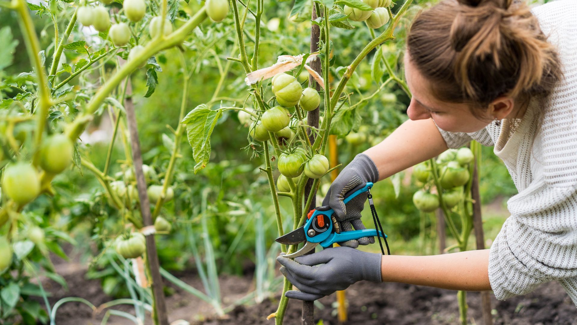 How to prune tomato plants in 3 easy steps | Tom's Guide