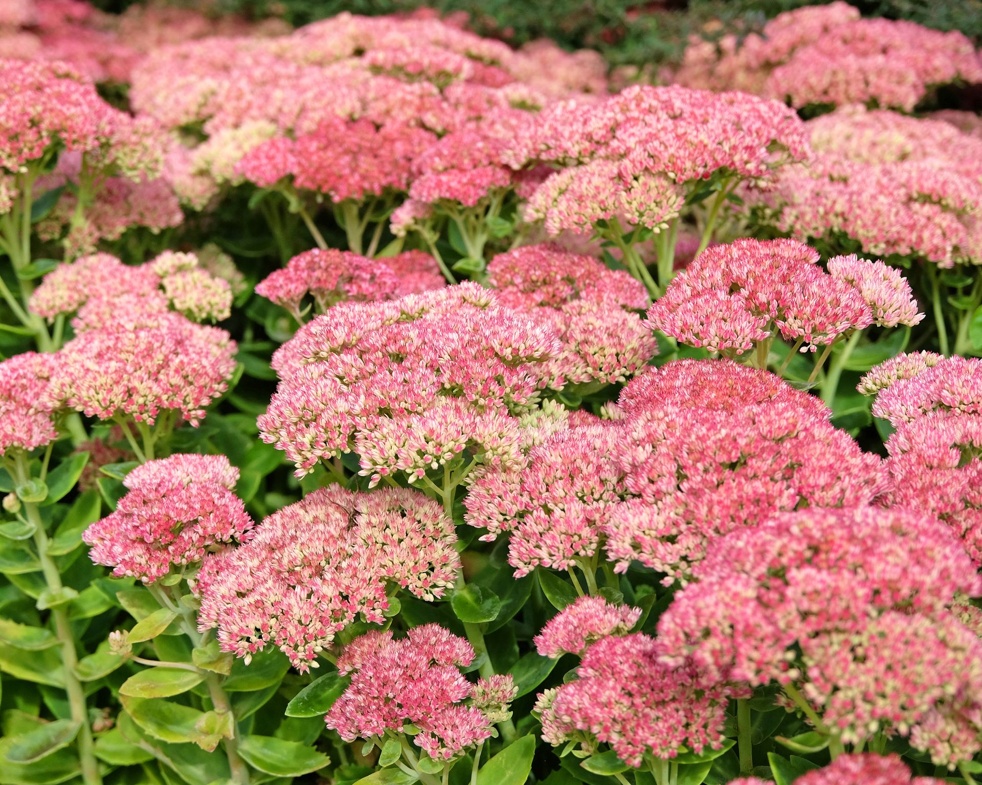 Pink Hylotelephium 'Herbstfreude' also known as a stonecrop or sedum autumn joy with pink flowers in fall
