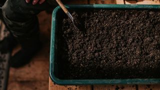 picture of seedling tray filled with compost