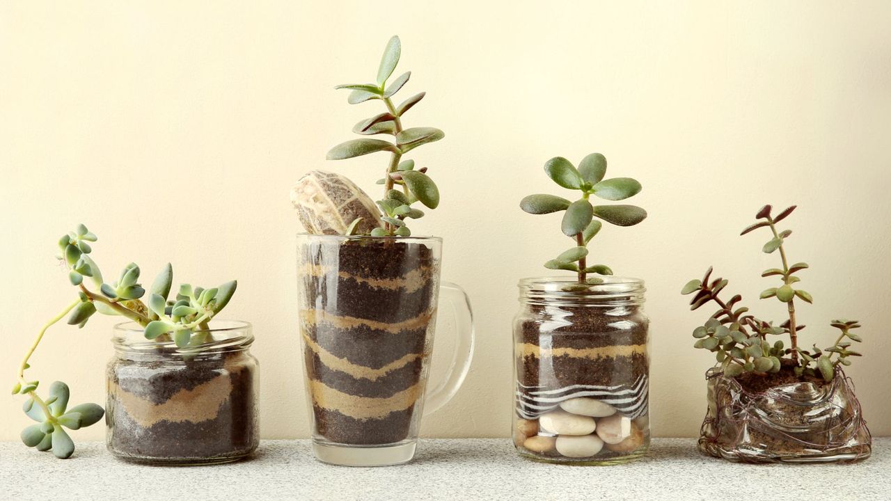 A set of jade plant saplings in glass jars and mugs