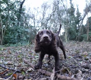 Wilf the cocker on a walk in Hampshire