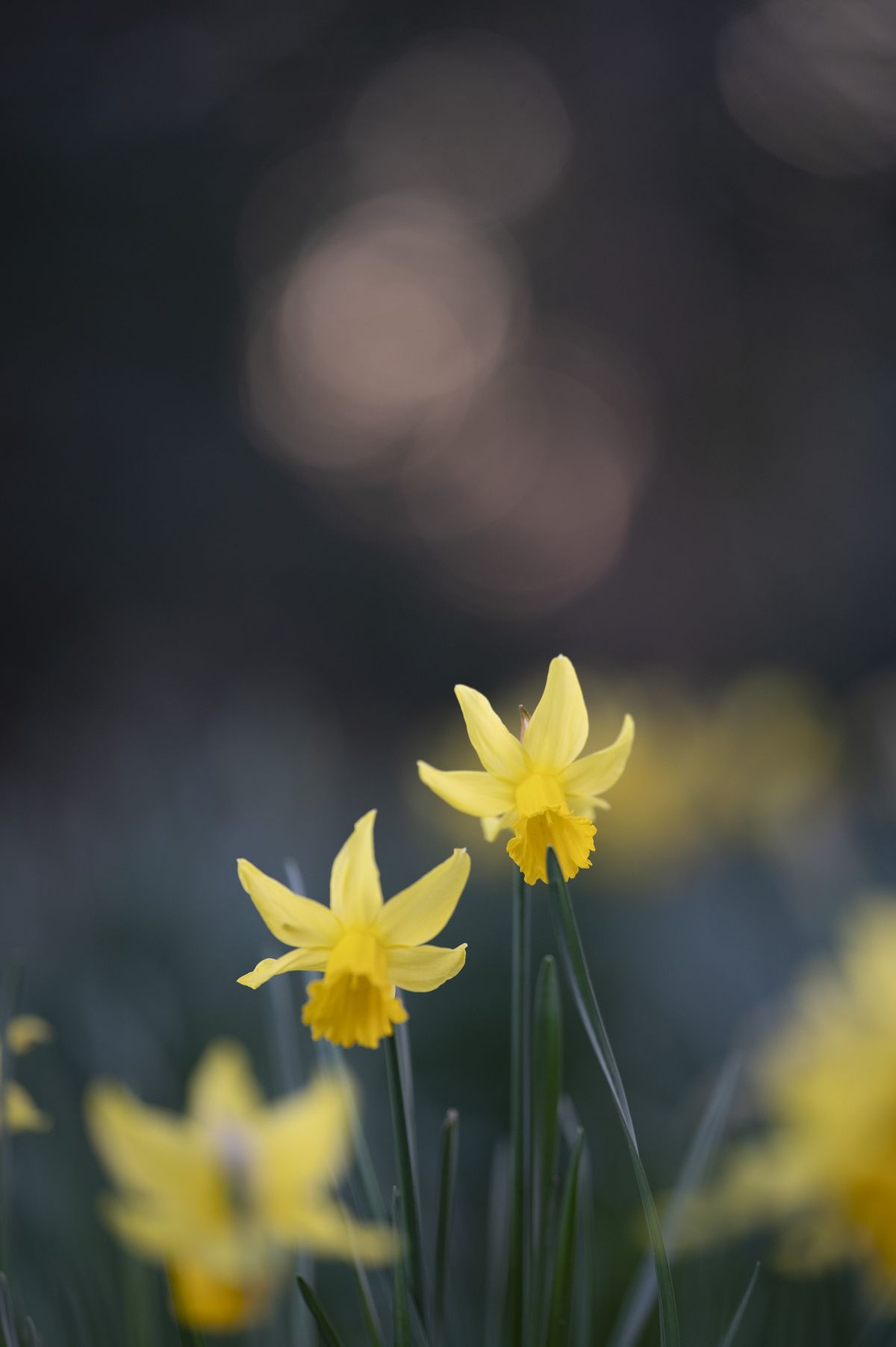 Daffodils at golden hour with dappled light in background