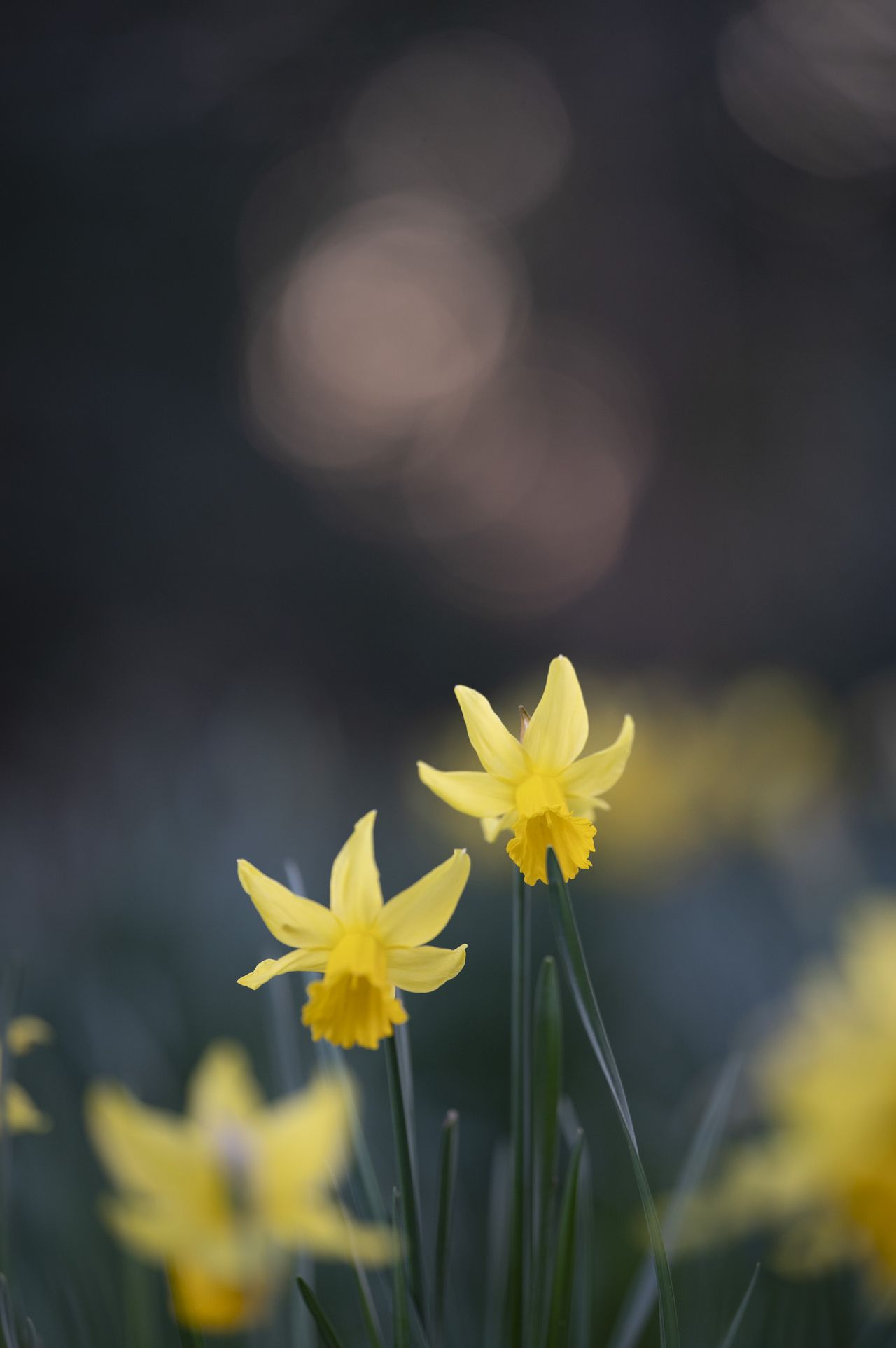 Daffodils at golden hour with dappled light in background