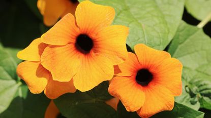 Black Eyed Susan Vine