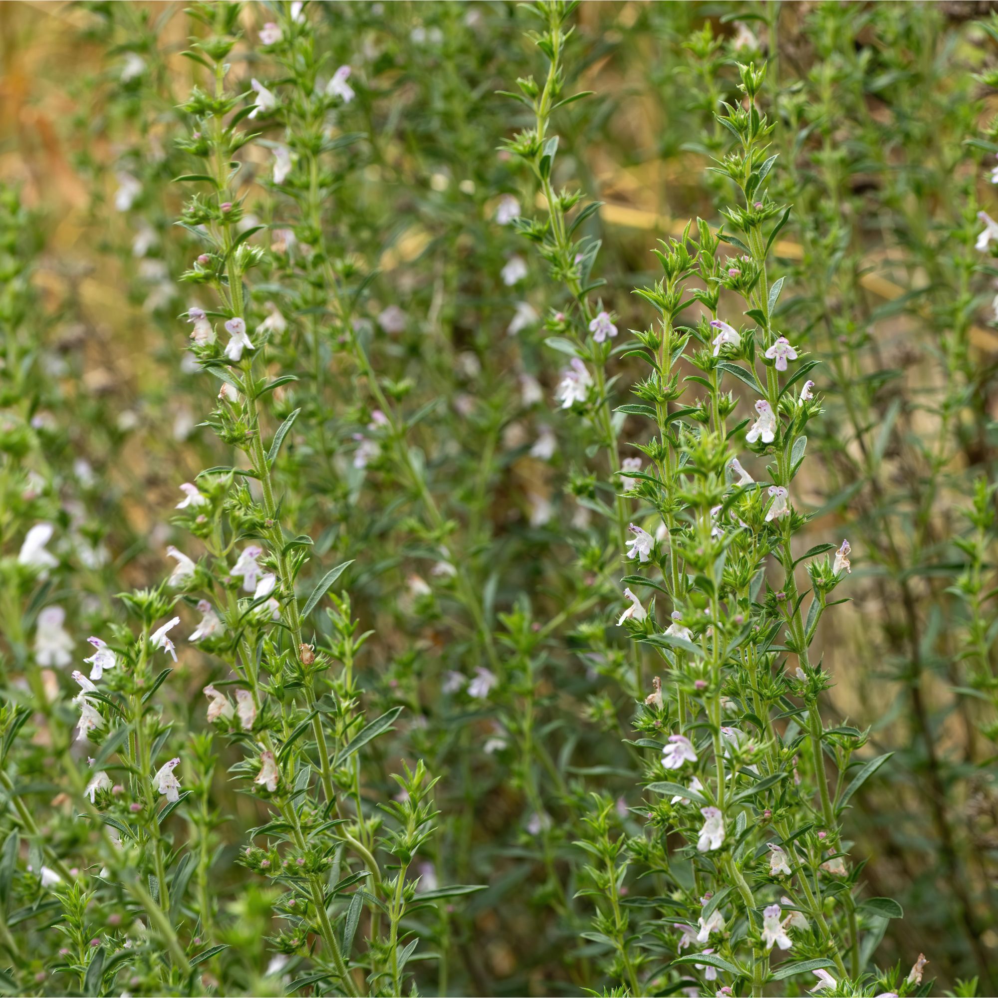 Flowering winter savory