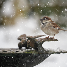 Sparrow perched on the edge of a stone bird bath in snow.