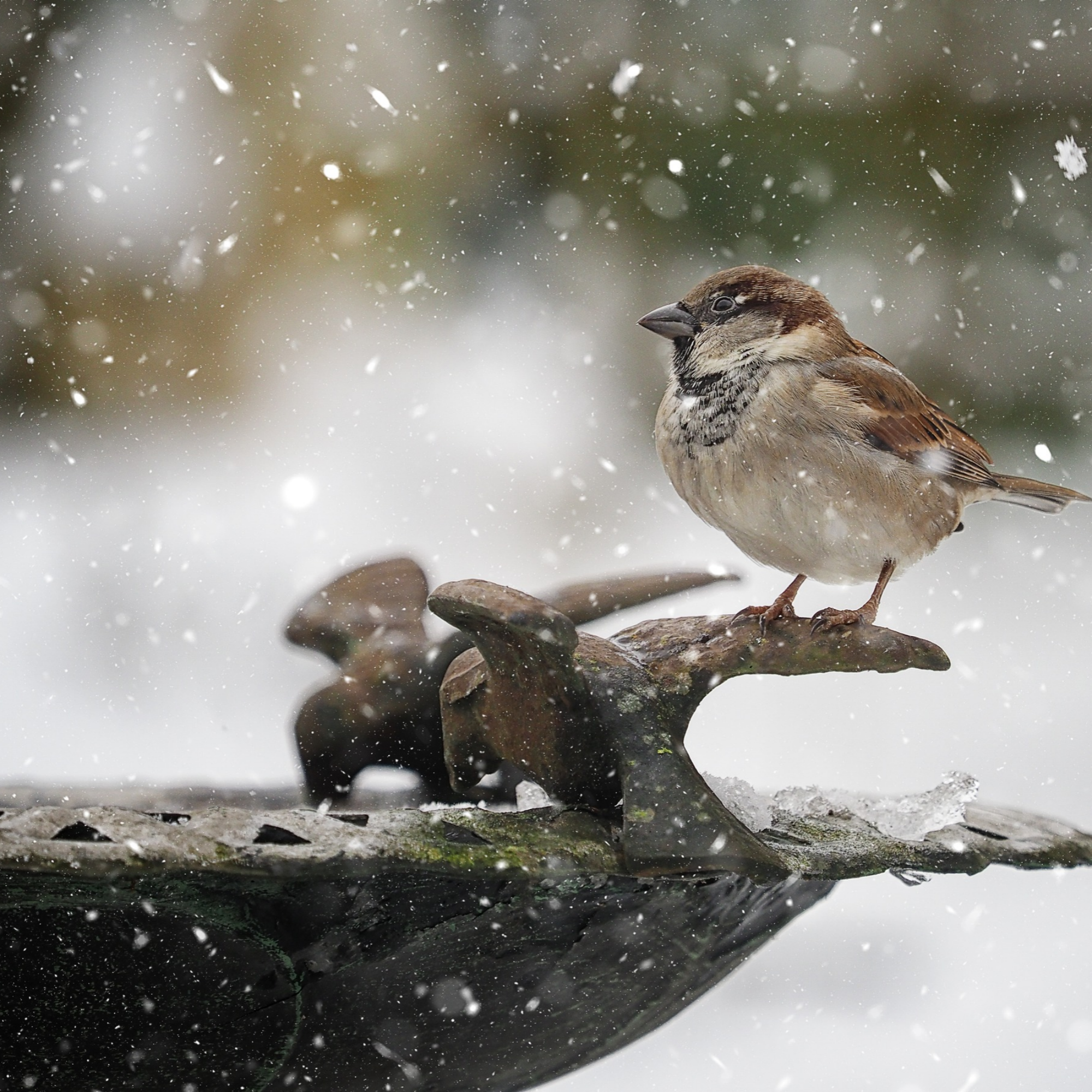 Sparrow perched on the edge of a stone  bird bath in snow.