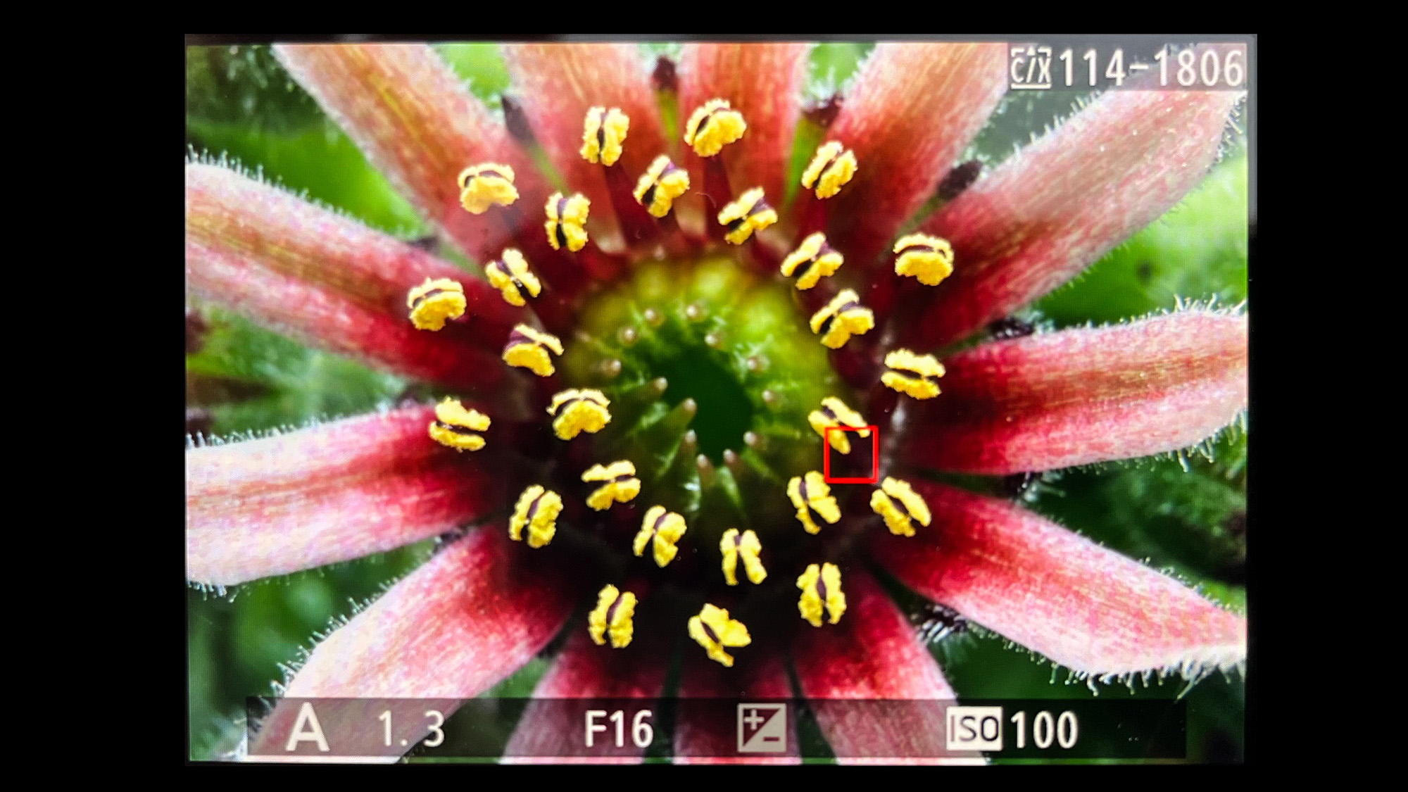 Novoflex Auto Macro Bellows image of flower on rear screen of Nikon camera