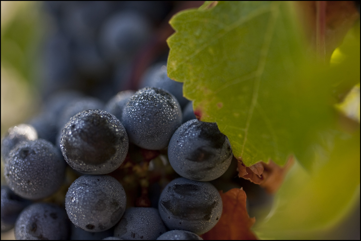 Bordeaux 2010 Brane Cantenac