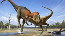An illustration of an adult Nanotyrannus attacking a young T. rex.