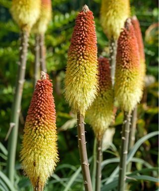 Red hot poker