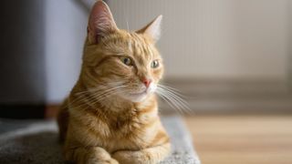 American shorthair sitting on mat