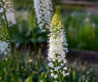 Foxtail lilies