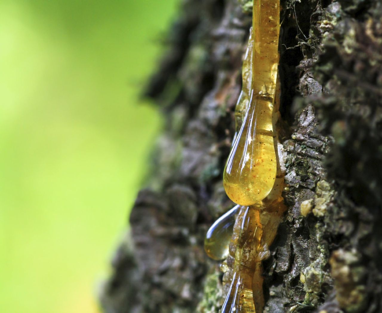 Sap Dripping Down Tree Bark