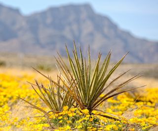 Yucca with Californian poppies in a desert landscape