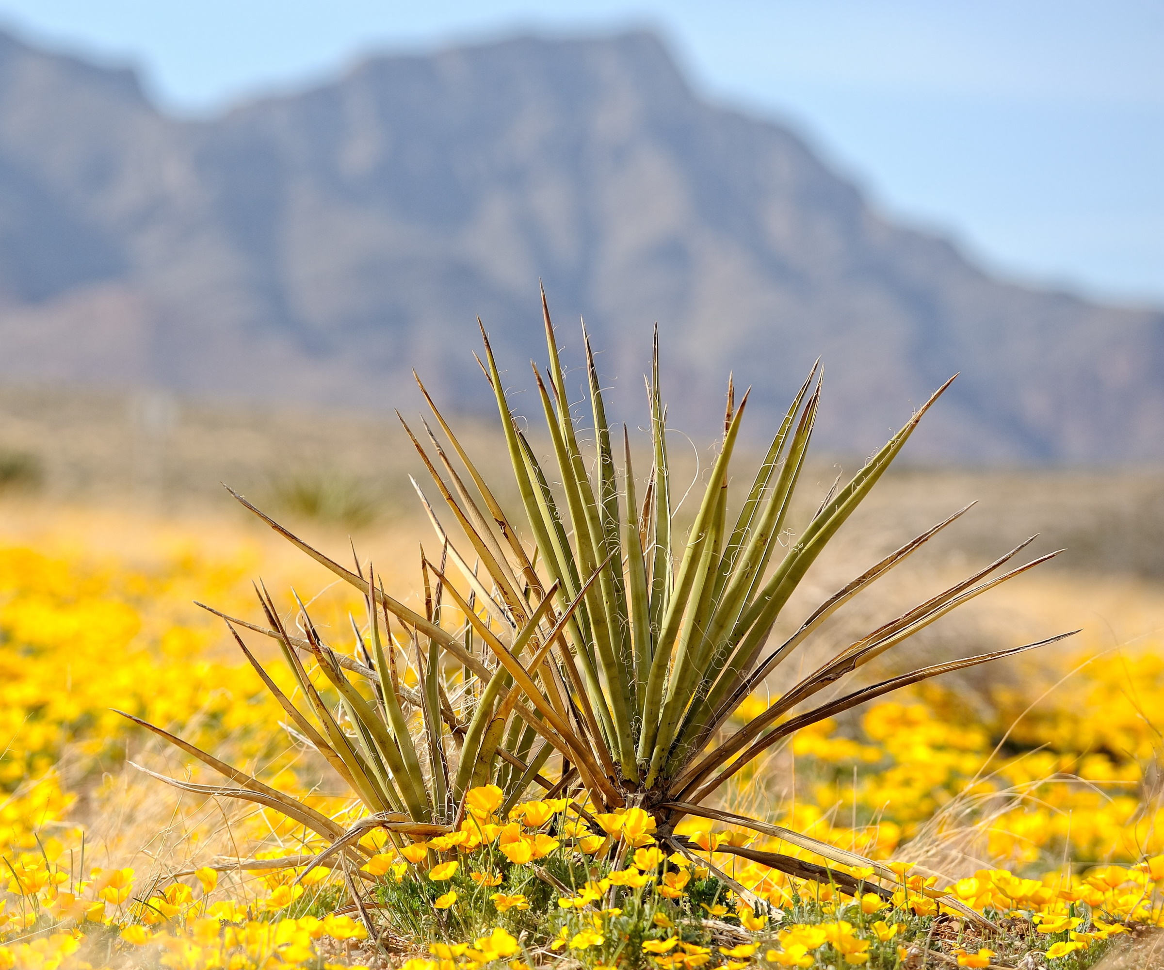 Best desert plants: 6 drought-tolerant shrubs and flowers | Homes & Gardens