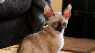 Cornish rex cat