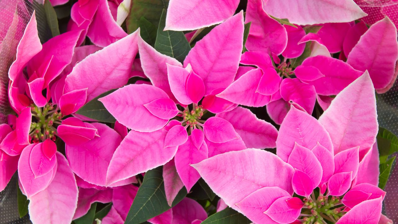 pink poinsettias growing in full bloom