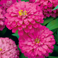 Zinnia Lavender Queen from Suttons