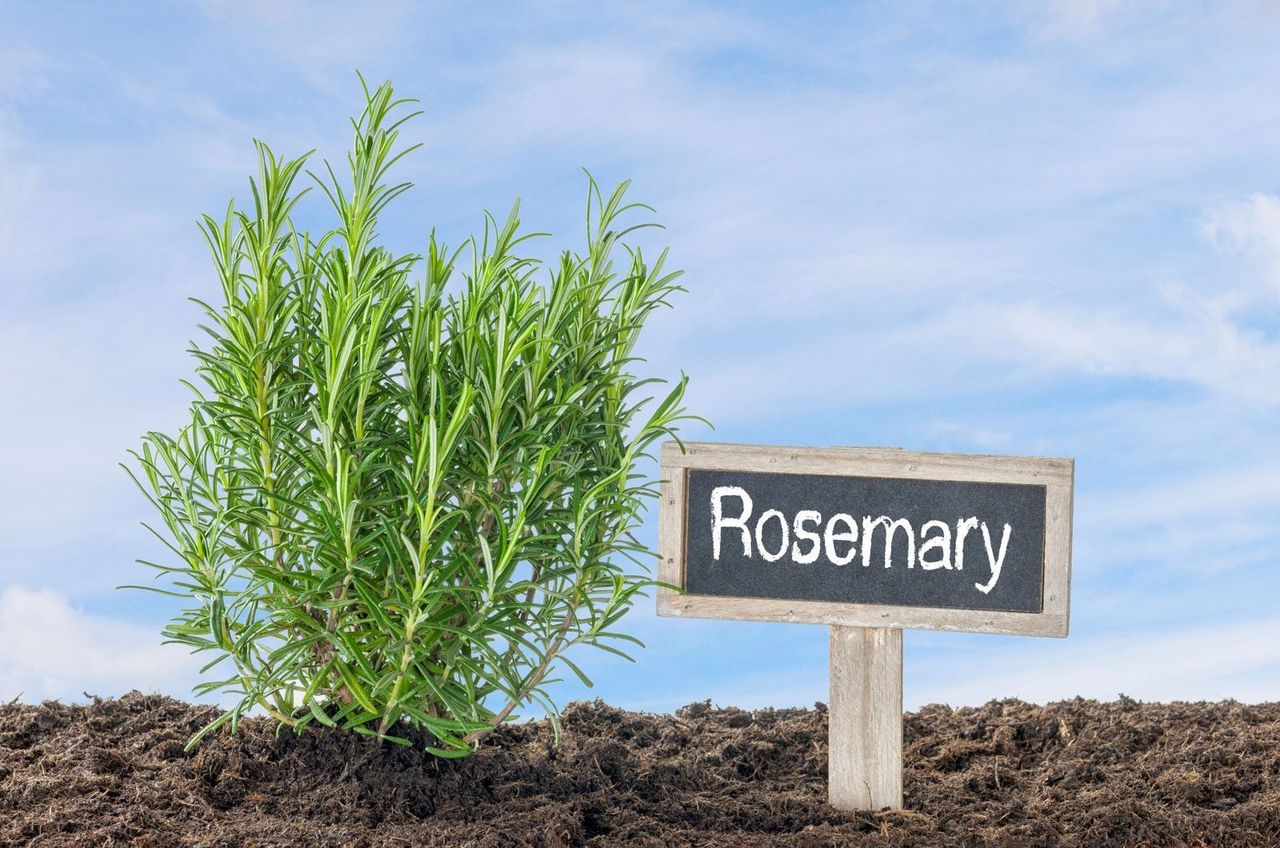 Rosmary Plant With Label Sign