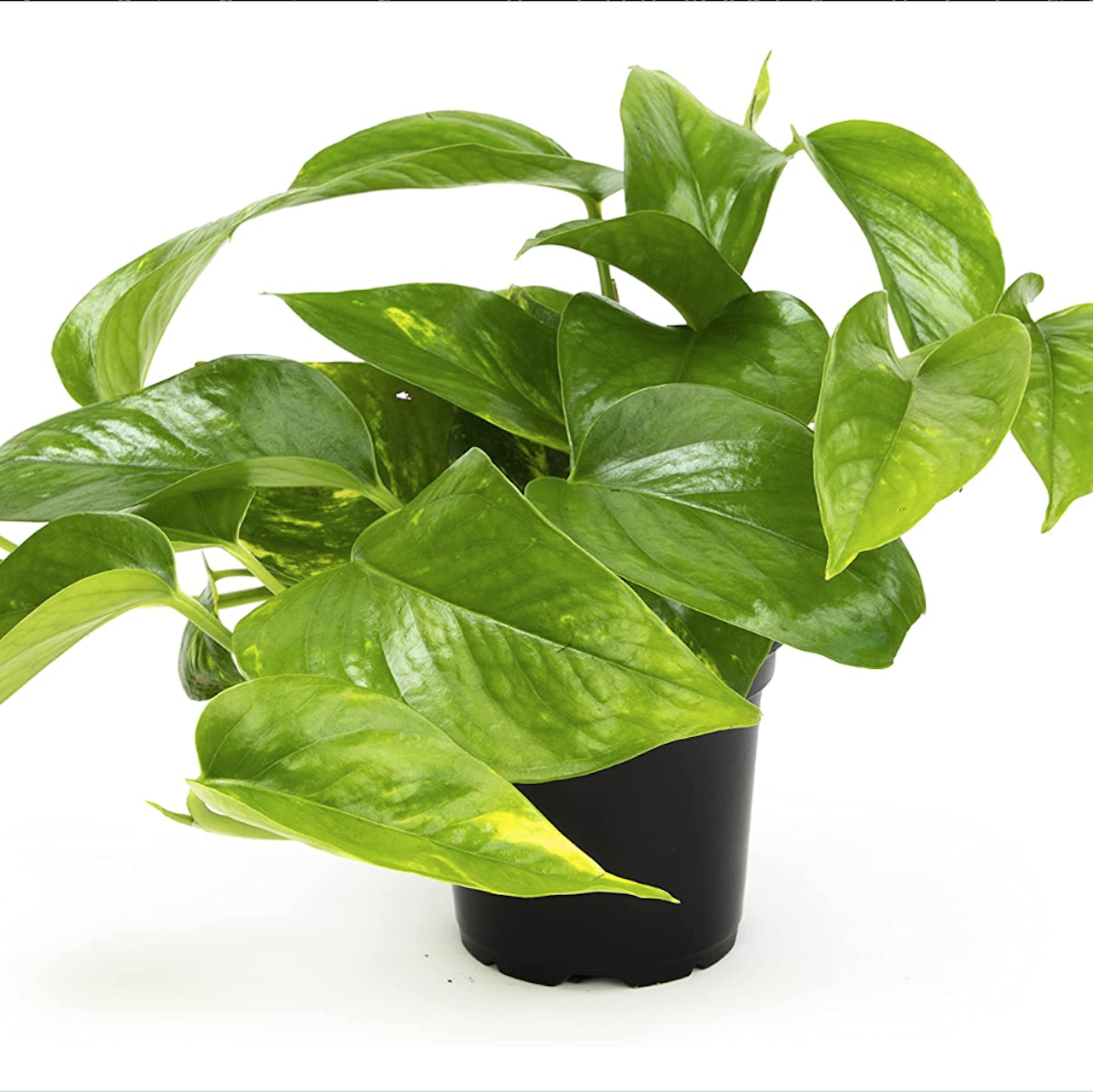 Tanaman untuk hewan peliharaan Golden Pothos