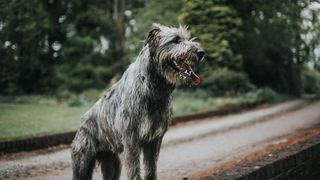 irish wolfhound esa dog