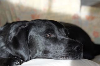Black labrador dog sitting on a sofa