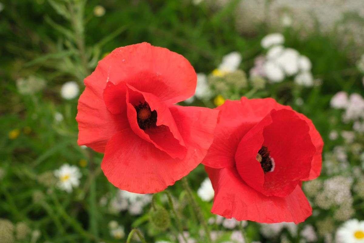 Two vivid red poppies stand against a softly blurred background of green foliage and white flowers.