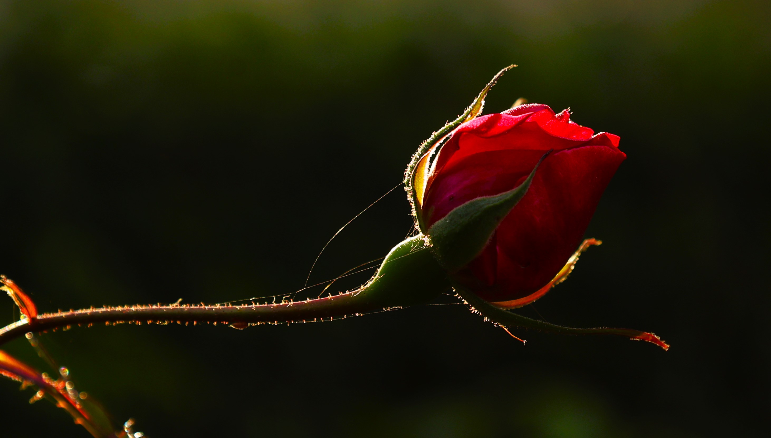 GuruShots - Nature&rsquo;s Masterpiece 2026