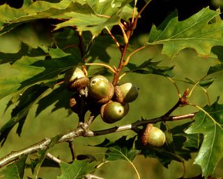 acorns on a red oak tree